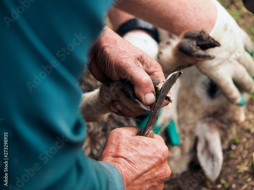 Clearing the hooves of sheep, goats. Farmer's hands with a sharp knife