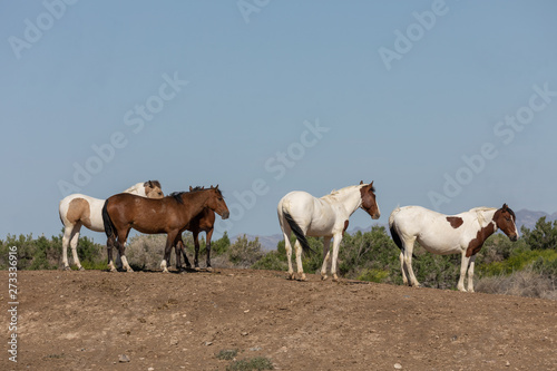 Beautiful Wild Horses in Spring in the Utah Desert