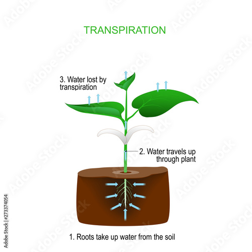 Transpiration is the process of water movement through a plan