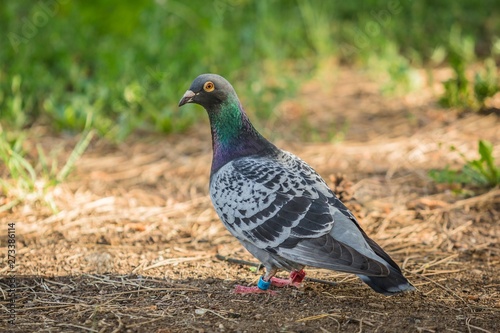 Portrait of homing pigeon of grey, green and viloet colors and orange eye standing in a park on a sunny day with red and blue bird rings on his legs. Blurry green and brown background.