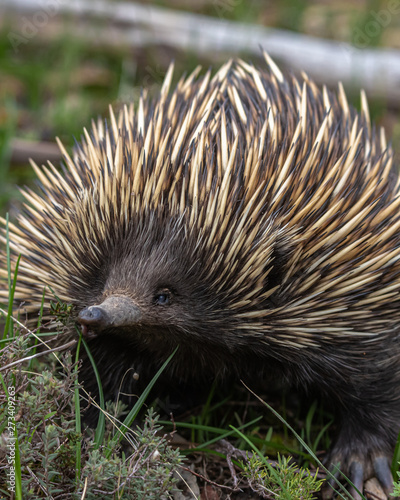 cute echidna