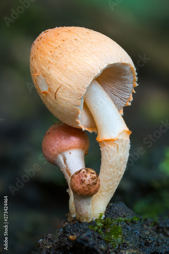 Coprinopsis mexicana mushrooms on wood in Amazon rainforest in Bolivia
