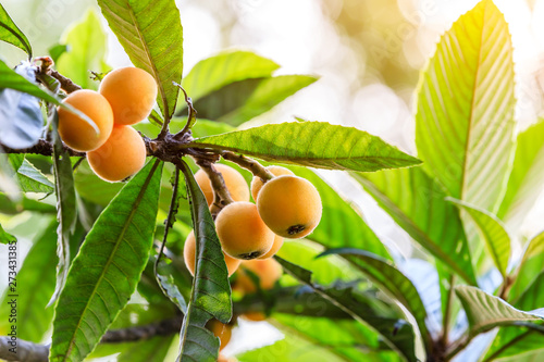 Ripe fruit loquat on tree in the garden