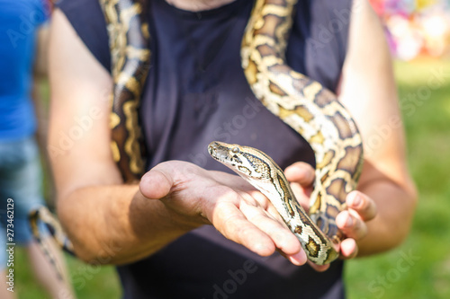 head of Reticulated python in the hands of man