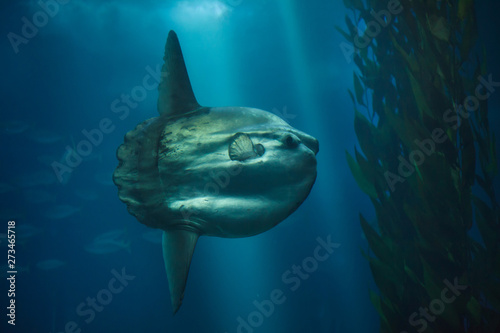 Ocean sunfish (Mola mola)