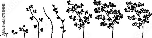Silhouette of two year life cycle of blackberry plant. Growth stages from seed to shrub with harvest of ripe berries