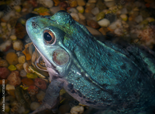 bullfrog frog blue amphibian environmental conservation