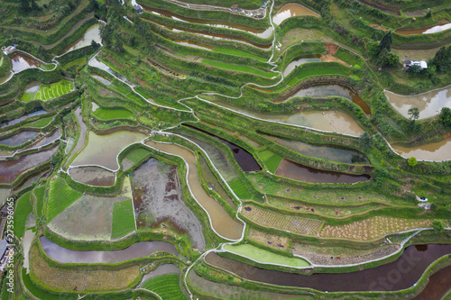 Terraced field in guizhou china