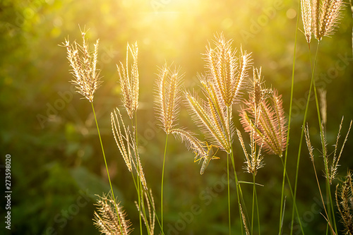 Swollen finger grass with sunlight in blur background.