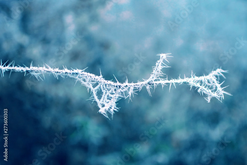 Tree branch covered in frost in cold winter on blurry blue snow background