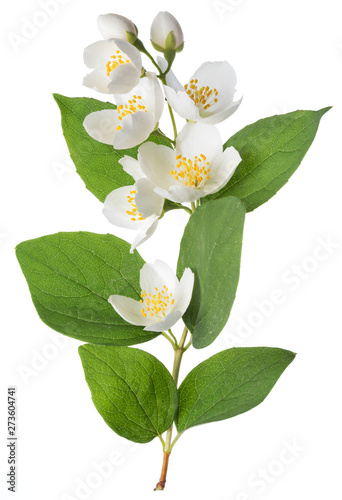 Blooming jasmine branch isolated on white.