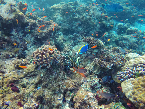 ein Korallenriff mit verschiedenen Fischarten 