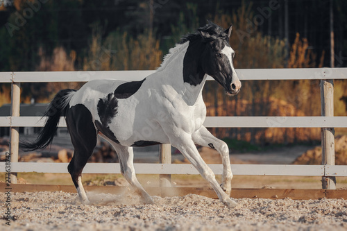 Black and white pinto horse