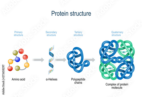 Levels of protein structure from amino acids to Complex of protein molecule.