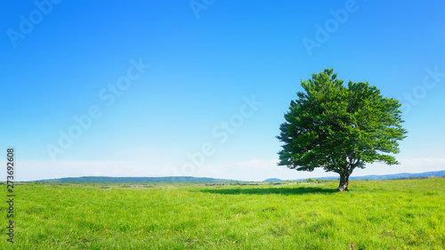 lonely tree against clear blue sky