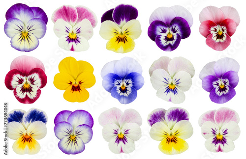 Set of pansies isolated on white background.