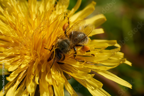Biene und Blüten