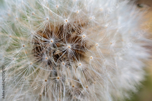 Mniszek pospolity, mniszek lekarski, (Taraxacum sect. Taraxacum) 