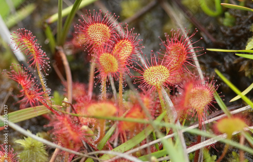 A pretty Round-leaved Sundew plant, Drosera rotundifolia, growing in marshland in Surrey, UK.