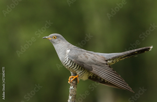 A stunning Cuckoo, Cuculus canorus, perching on a branch.