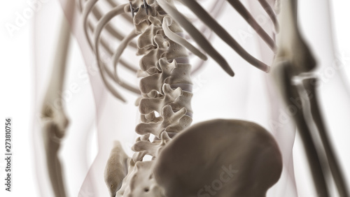 3d rendered medically accurate illustration of the lumbar spine