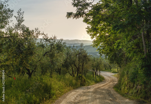 Tuscan landscape in Chianti countryside near Poggibonsi with beautiful olive trees, white gravel road , evening sun. Tuscany, Italy