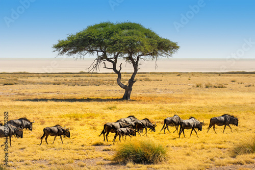 Gnu Herde vor Akazienbaum mit Schirm im Etosha Nationalpark