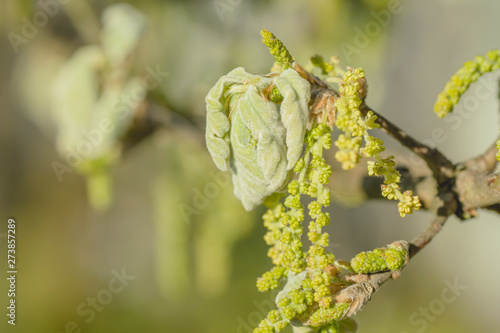 Detail of pyrenean oak tree leaves and flowers in spring