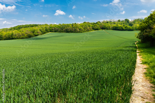 Footpath through a wheat field near Wye, Ashford in Kent, England