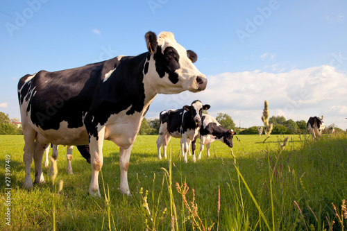 Troupeau de vaches laitières en campagne > France