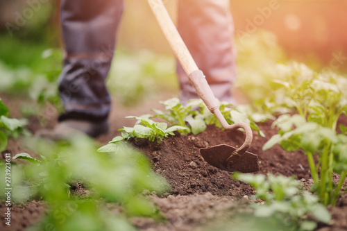 Senior elderly man reclaims soil with hoe on potato field. Concept eco farm vegetable garden