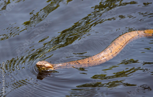 Snake swimming in water. Venomous water moccasin snake swimming in tropical creek water. Outdoor natural setting of wildlife animals.