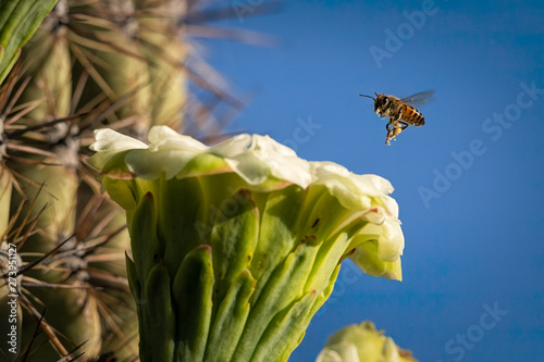 Honey Bee On Saguaro Cactus Bloom In Southern Arizona