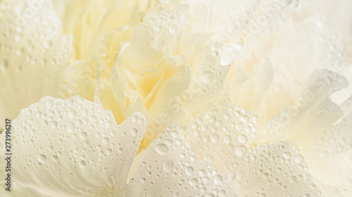 Close up of white creamy flower with dew drops on petals.