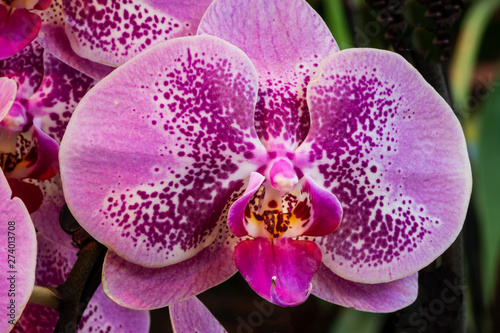 Violett blühende Schmetterlingsorchideen