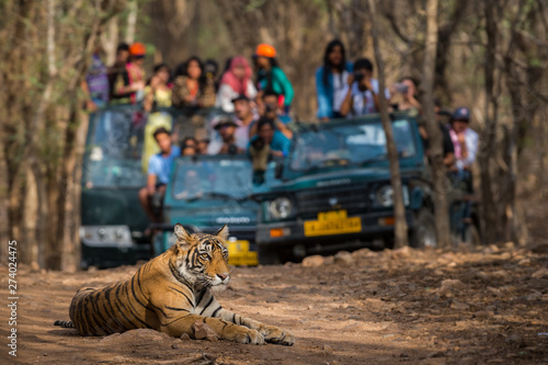 Showstopper A wild male bengal tiger sitting on road and in background safari vehicles sighting this magnificent animal in open at forest of central india