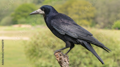 Rook on branch