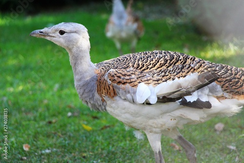 Male Great bustard (Otis tarda) with spotted plumage walks on the grass. Close up view of bird. Autumn, freedom, birds, animals and wildlife, travel and tourism concept.