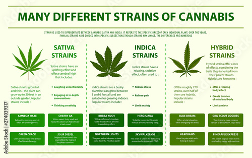 Many Different Strains of Cannabis horizontal infographic illustration about cannabis as herbal alternative medicine and chemical therapy, healthcare and medical science vector.