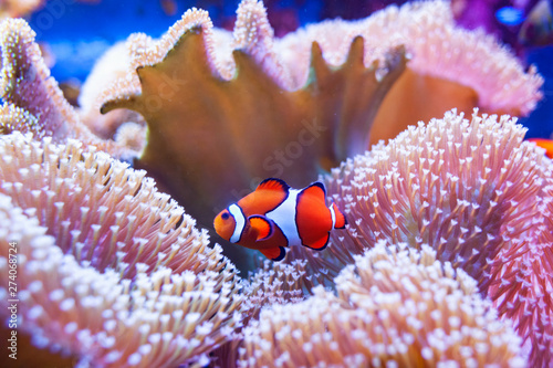 Clown fish swimming in the corals.