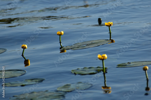żółte kwiaty lilii wodnych na jeziorze