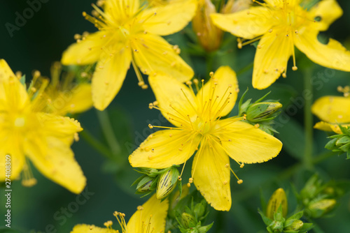 hypericum yellow flowers macro