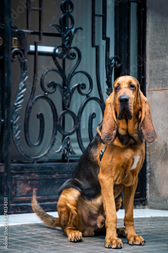 Beautiful young Bloodhound dog