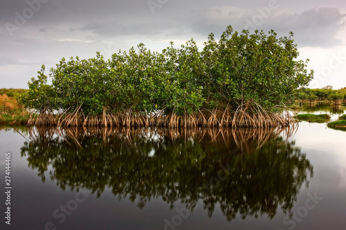 Red Mangroves 01