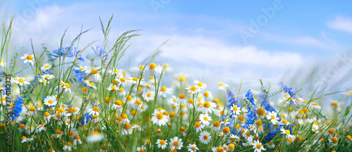 Beautiful field meadow flowers chamomile, blue wild peas in morning against blue sky with clouds, nature landscape, close-up macro. Wide format, copy space. Delightful pastoral airy artistic image.