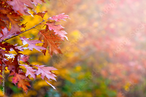 Scenic colorful leaves of red oak on a blurry background_