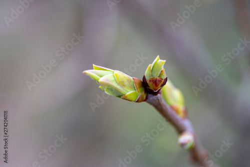 Bourgeons de cerisier