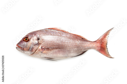 Mediterranean fish "Pauro" Pagro "Pagrus pagrus" fresh fish isolated on white background