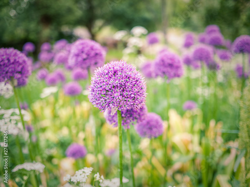 Image of allium giganteum with blurry background