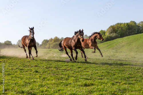 drei Pferde im vollen Galopp